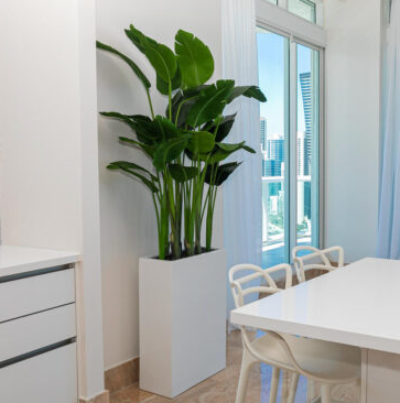 Bird of Paradise with Jort Slim Medium Planter in Glossy White