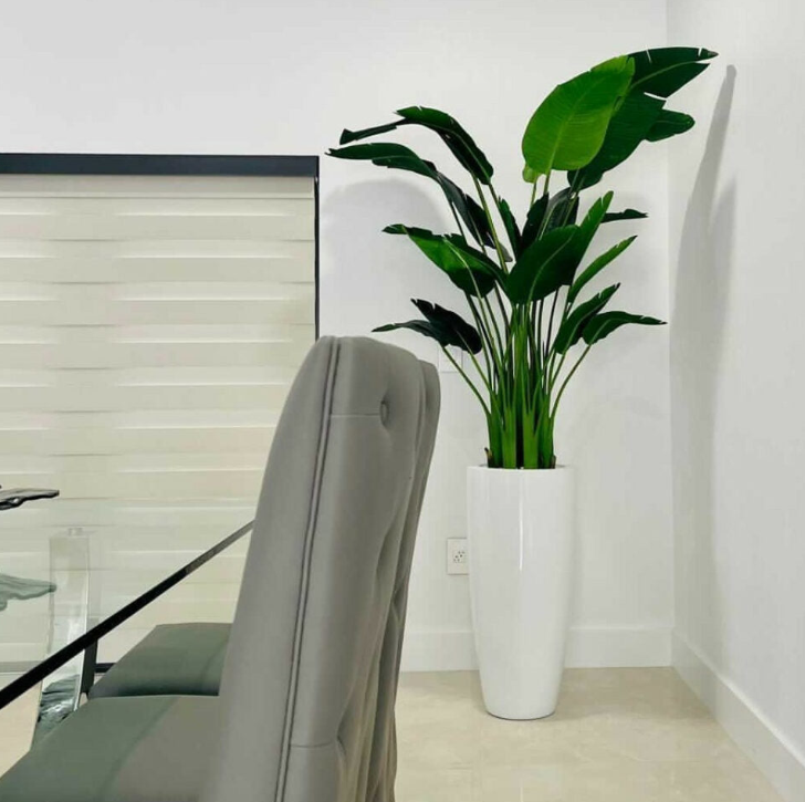 2.13 m Bird of Paradise in Dax L Pot