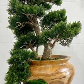 Small Bonsai Tree in Hand Carved Teak Vase