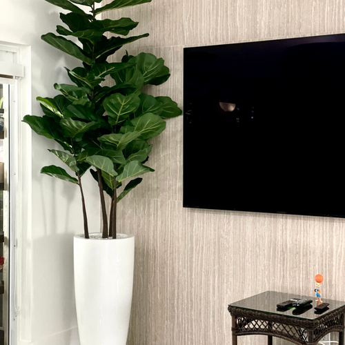 Fiddle Leaf Tree with Dax L Glossy White Fibreglass Planter