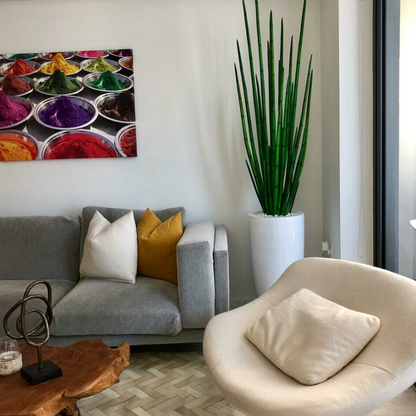 Snake Grass with Dax L Planter in Glossy White