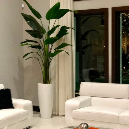 Bird of Paradise with Large Dax Planter in Glossy White