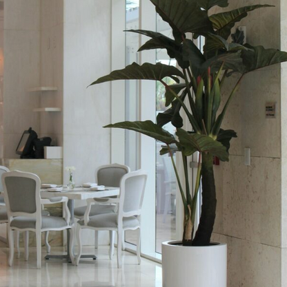 Red Prince Alocasia with Dice XL Planter