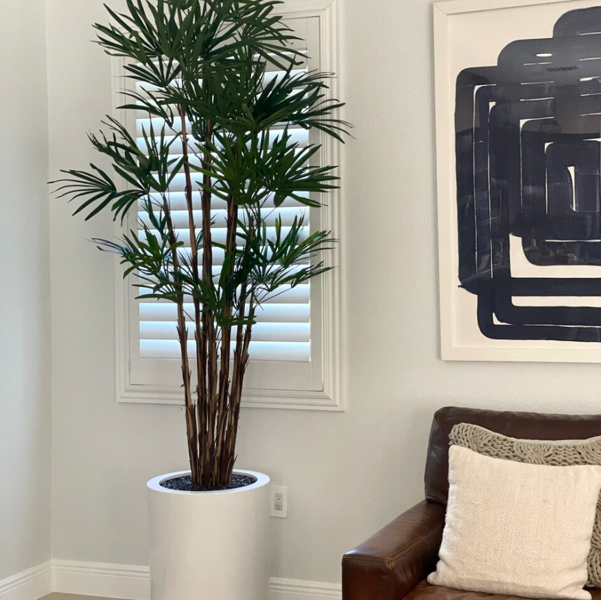 Lady Palm in XL Dice Planter