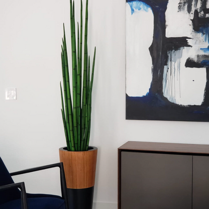 Snake Grass with Lux Planter in Black