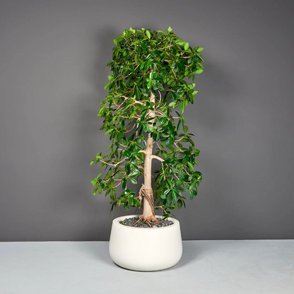 Short Hayden Round Planter