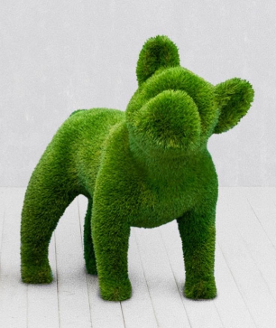 French Bulldog (Tilted Head)