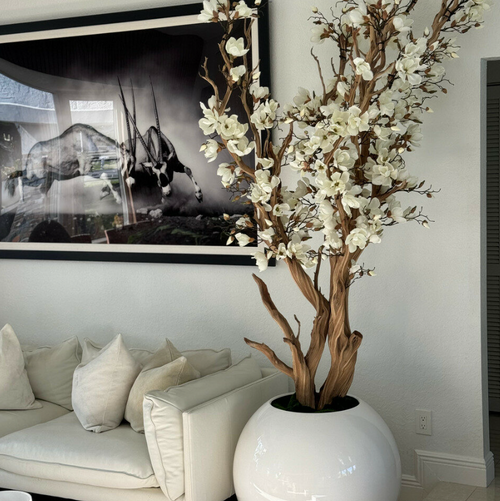 White Magnolia Tree in 76 cm Glossy White Globe Planter