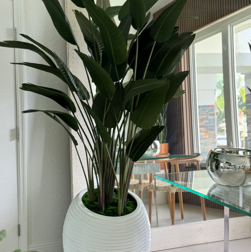 Bird of Paradise in White Spiral Planter