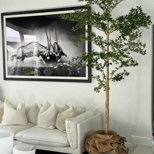 One of a Kind Teak Hand Carved Planter with 2.13 m Shady Lady Tree