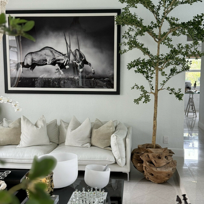 One of a Kind Teak Hand Carved Planter with 2.13 m Shady Lady Tree