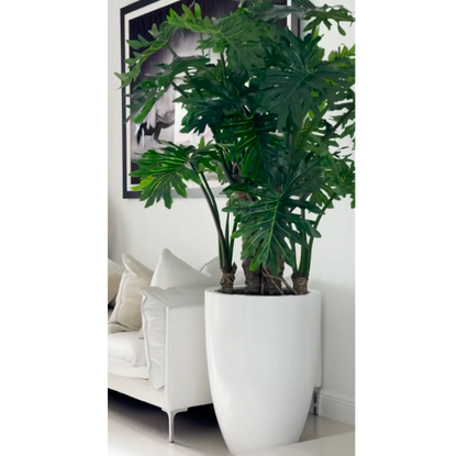Philodendron Selloum plant in a glossy white pot.