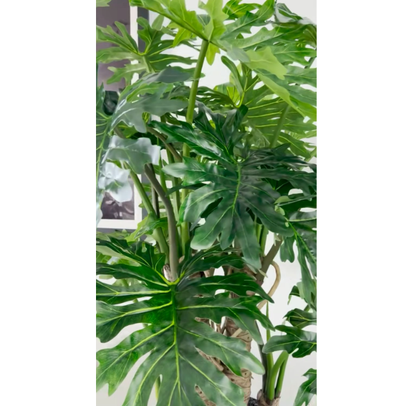 Philodendron Selloum plant in a glossy white pot.