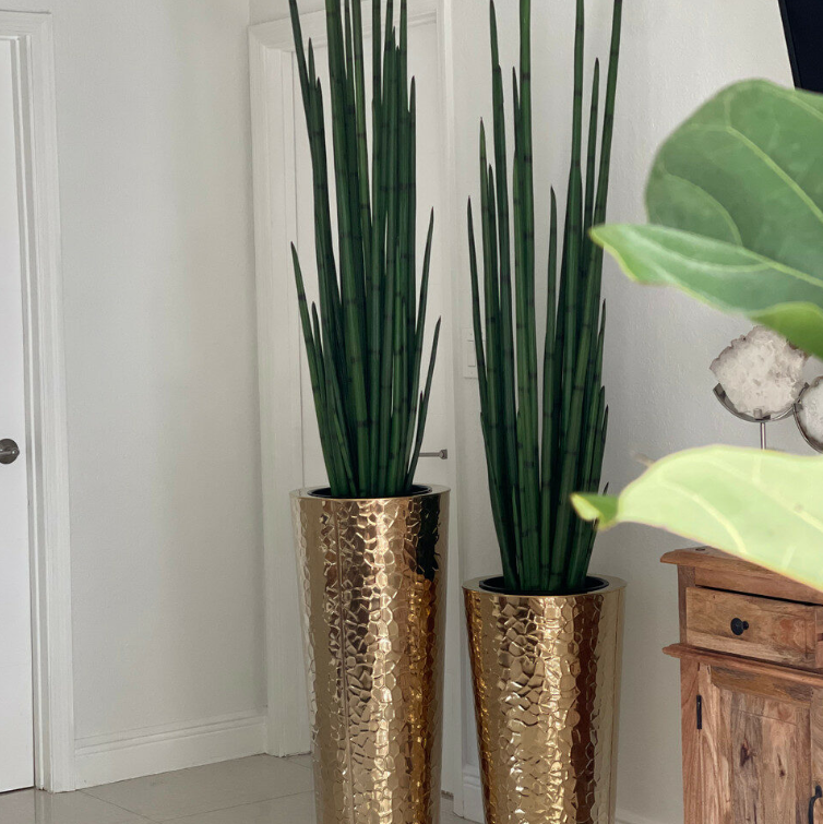 Gold Stainless Steel Conical Vase with Large Snake Grass Plant.