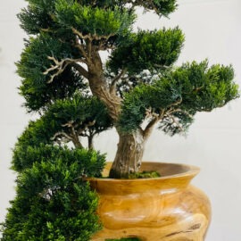 Small Bonsai Tree in Hand Carved Teak Vase