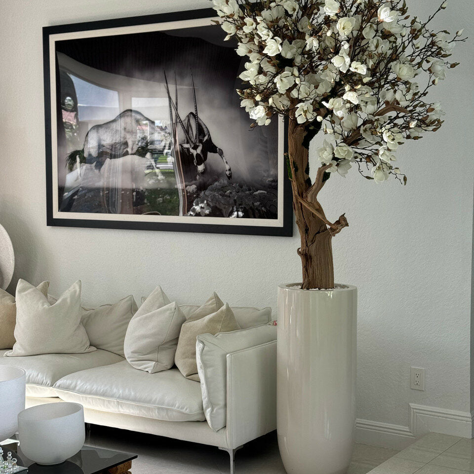 8ft White Magnolia Tree in Glossy Beige St. Tropez Planter