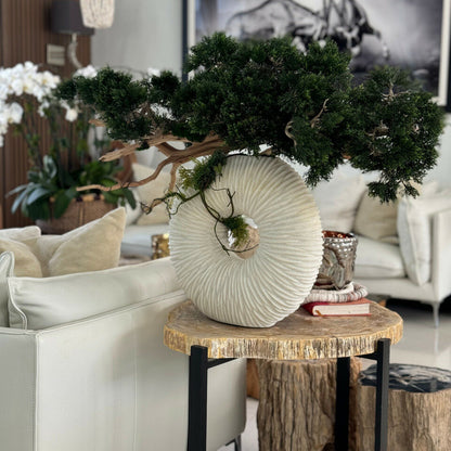 Medium Eternity Vase with Trailing Bonsai Tree and Driftwood