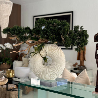 Medium Eternity Vase with Trailing Bonsai Tree and Driftwood