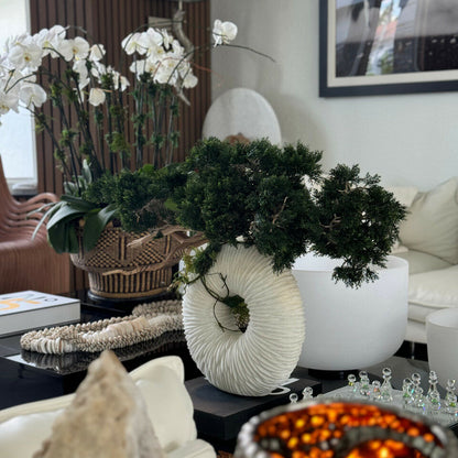 Medium Eternity Vase with Trailing Bonsai Tree and Driftwood