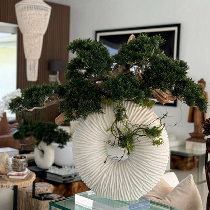 Medium Eternity Vase with Trailing Bonsai Tree and Driftwood