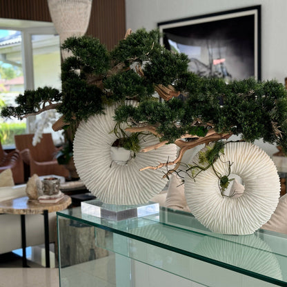 Medium Eternity Vase with Trailing Bonsai Tree and Driftwood