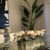 36″ Casa Moderna Glass Plate Planter with white Phalaenopsis orchids