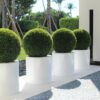 20″ Topiary with Max Fiberglass Vase